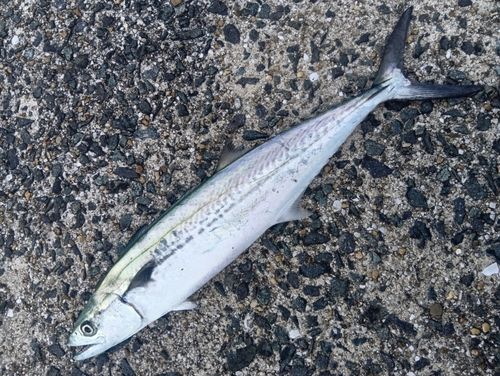 サワラの釣果・釣り情報まとめ【2026年最新】 - アングラーズ | 釣果