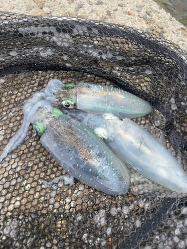 アオリイカの釣果