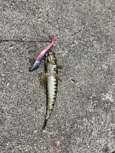 エソの釣果