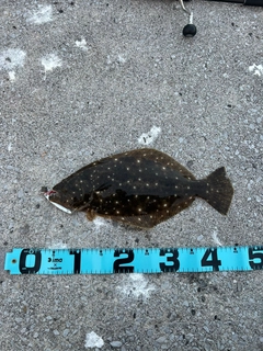 ヒラメの釣果
