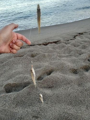 キスの釣果