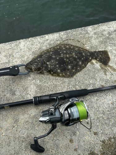 ヒラメの釣果