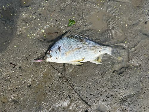 キビレの釣果