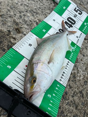 ネリゴの釣果