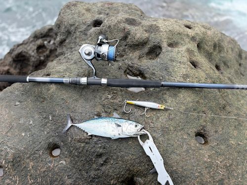 スマカツオの釣果