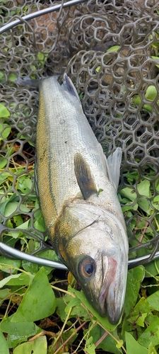 スズキの釣果