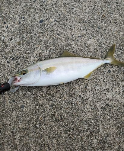 イナダの釣果