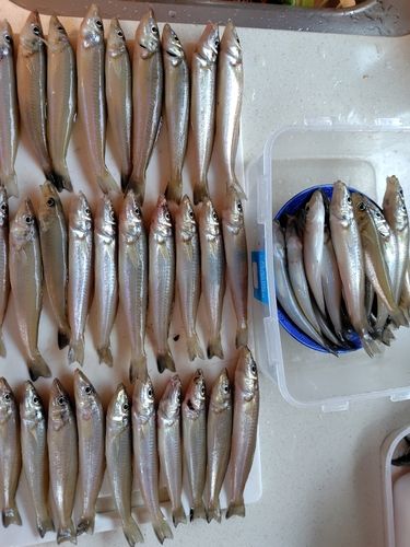 キスの釣果