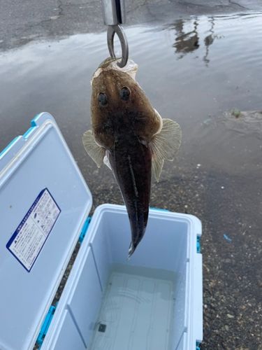 マゴチの釣果