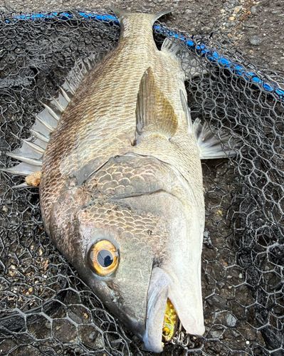 チヌの釣果