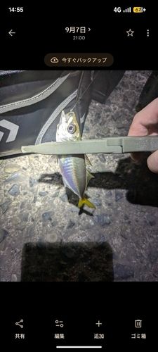マアジの釣果