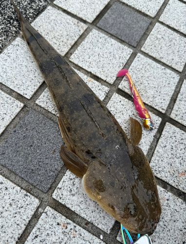 マゴチの釣果