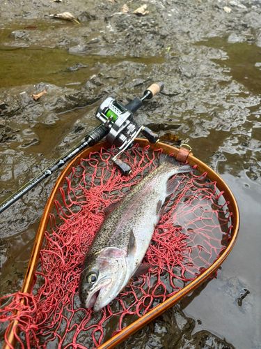 ニジマスの釣果