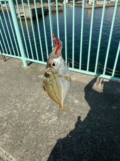 ヒイラギの釣果