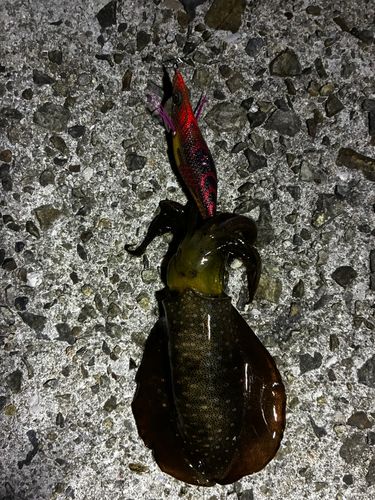 アオリイカの釣果