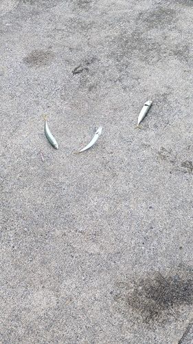 サバの釣果
