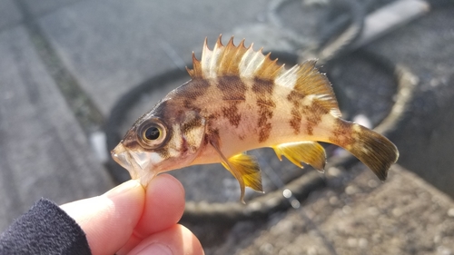 メバルの釣果