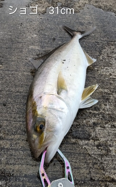 ショゴの釣果