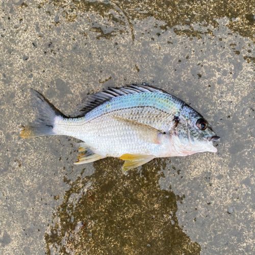 キチヌの釣果