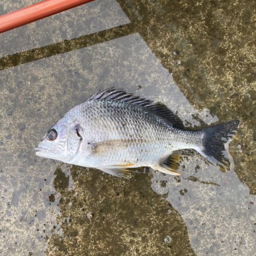 キチヌの釣果