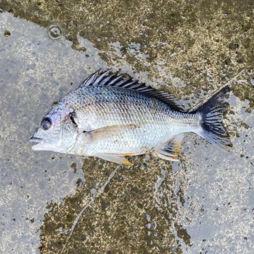 キチヌの釣果