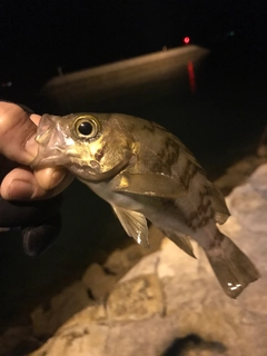 メバルの釣果