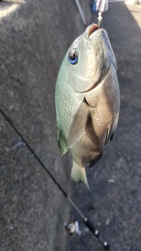 グレの釣果