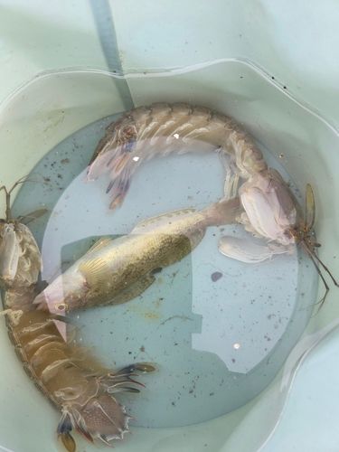 アイナメの釣果