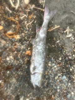 シロザケの釣果