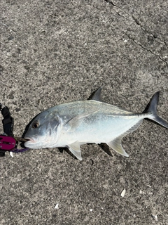 メッキの釣果