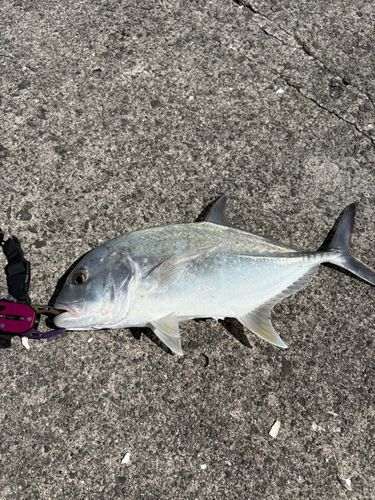 メッキの釣果