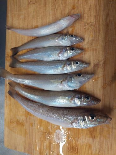 キスの釣果