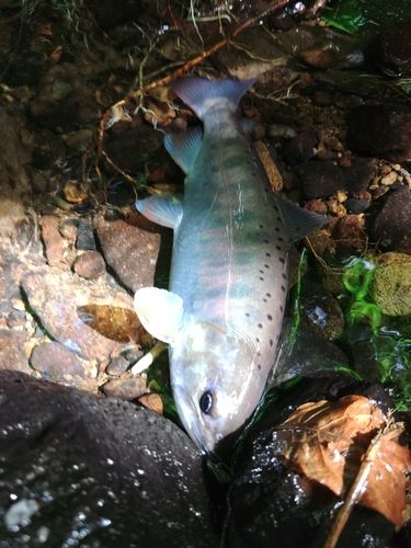 ヤマメの釣果