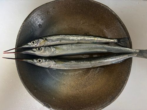 サヨリの釣果
