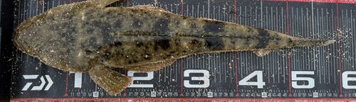 マゴチの釣果