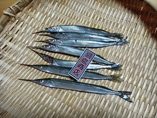 サヨリの釣果