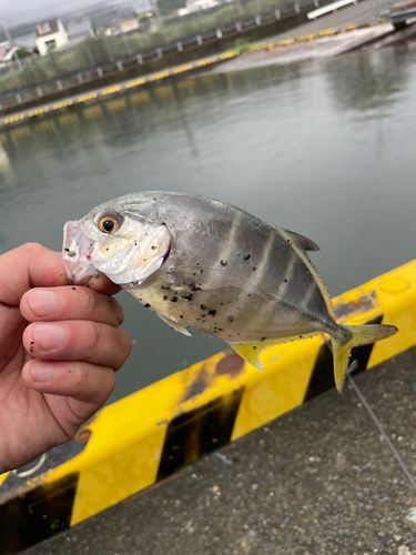 メッキの釣果
