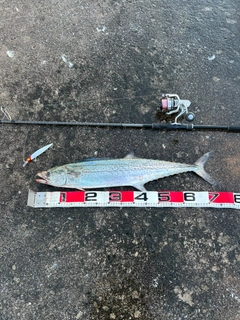 サワラの釣果