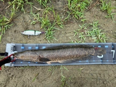 ライギョの釣果