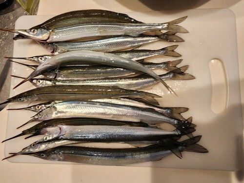 サヨリの釣果