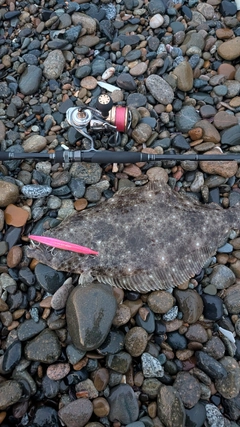 ヒラメの釣果