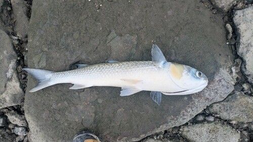 ボラの釣果