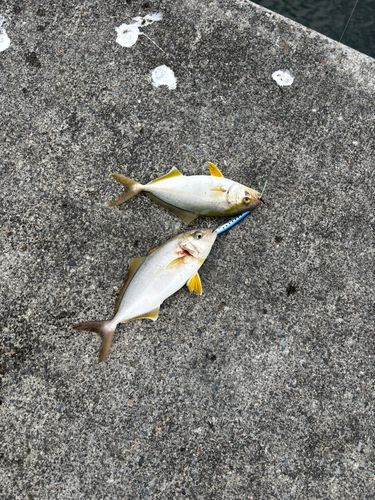 ショゴの釣果
