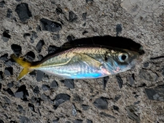 マアジの釣果