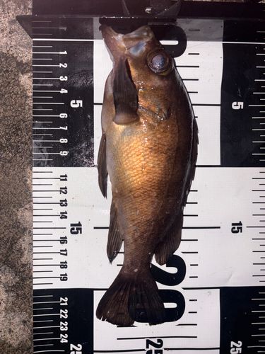 メバルの釣果