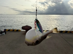クサフグの釣果