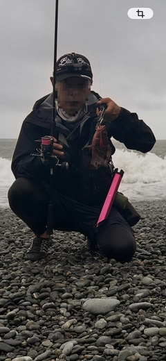 キジハタの釣果