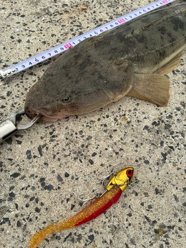 マゴチの釣果