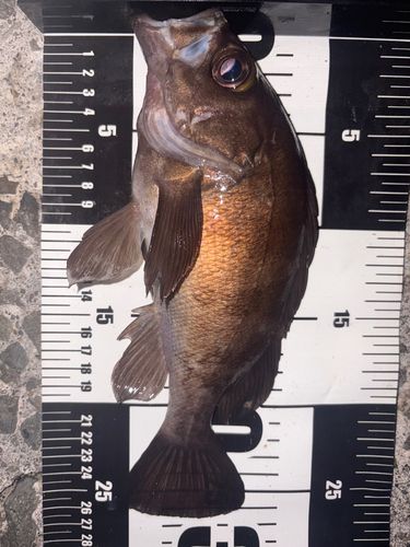 メバルの釣果