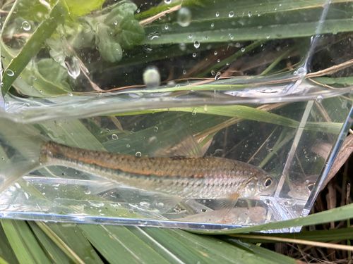 モロコの釣果